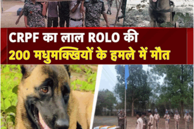 CRPF Hero Dog ‘Rolo’ Sacrifices Life Saving Troops During Deadly Swarm Attack in Naxal Operation