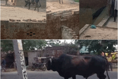 Rampaging Bull in UP’s Baghpat: Stray Bull Climbs Onto Roof to Attack Man!