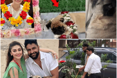 Shefali jariwala dog simba crying like baby and missing shefali! Parag said Simba’s condition is …