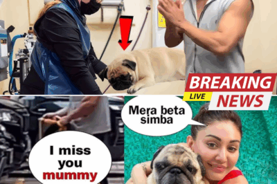 Pls Doctor: Parag Tyagi’s Desperate Plea for Simba’s Life — The Heartbreaking Tale of Love, Loss, and Loyalty