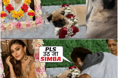 Shefali jariwala dog simba crying like baby and missing shefali! Parag said Simba’s condition is critical!