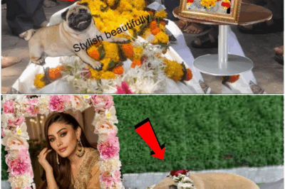 Shefali jariwala dog simba left the world after 4 days without eating ! Simba left this world.