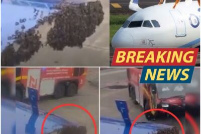 Bee Invasion! Swarm Hijacks Indigo Flight at Surat Airport—Viral Video Stuns Passengers