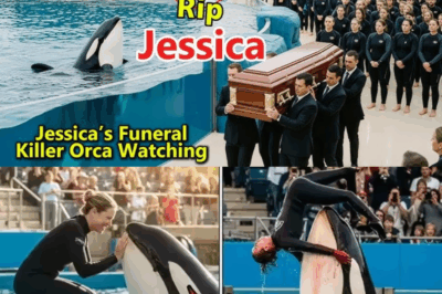 Tragedy at the Aquarium: The Tale of an Orca, a Trainer, and the Lessons We Must Learn