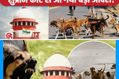 Supreme Court Orders Crackdown: All Stray Dogs in Delhi-NCR Must Be Moved to Shelters Within 8 Weeks