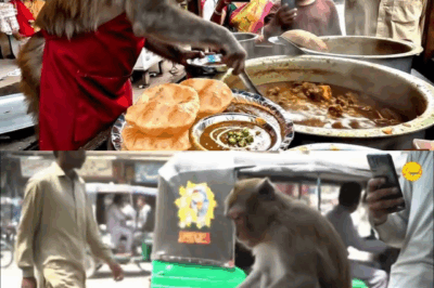 Monkey Business: Street Food Hacks That Will Blow Your Mind!