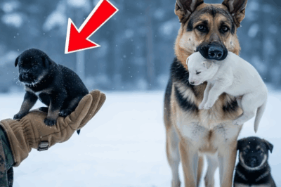 “YAVRULARIMI KORU” – Ölmekte Olan Bir Alman Kurdu’nun Kendini Kurtaran Deniz Piyadesine Son Dileği