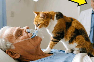 KOMA HALİNDEKİ MİLYARDERİN ODASINA SOKAK KEDİSİ GİRDİ… VE BİR MUCİZE OLDU