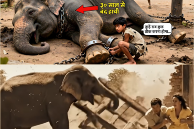करोडपति ने हाथी को 30 सालो तक चैन से बाँध कर रखा गया… गरीब लड़के ने कर दिया रिहा, फिर | Story